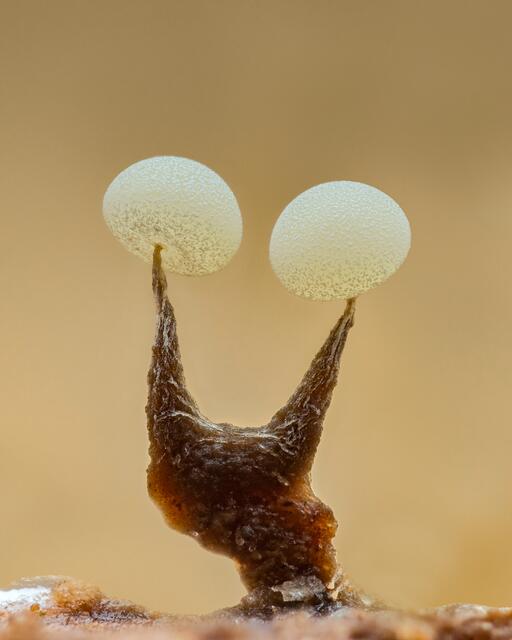 Schleimpilz von Familia Physarum ,
habe ich im Wienerwald fotografiert . | Foto: Pilz