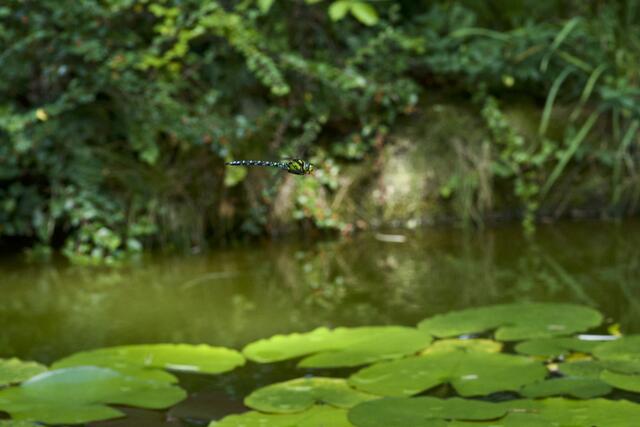Libellen-Flug beim Gartenteich in Ternitz: die Aufnahme wurde mit einer (relativ) modernen digitalen Systemkamera und einem 90 mm-Leica-Objektiv aus den späten 70-er Jahren realisiert. Knifflig war nur das manuelle Fokussieren, weil die Libelle ziemlich flott und unvorhersehbar herumschwirrte. | Foto: Santrucek