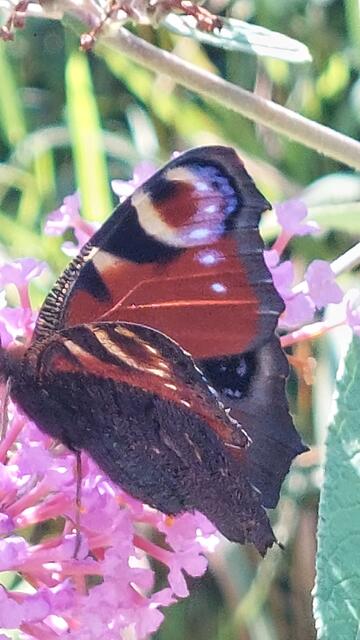 NaturschönheitTagpfauenauge | Foto: Lydia Ruckensteiner