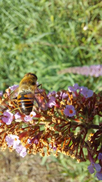 Mistbiene - eine Art der Schwebfliegen | Foto: Lydia Ruckensteiner