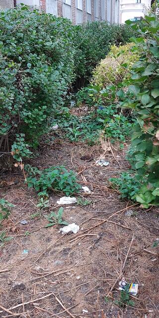 Eine Hecke mit Ecke, die einige als persönliches Mist- oder WC-Ecke nutzen. Menschen- und Hundekot mischt sich mit Plastik, benutzten Taschentüchern, Zigaretten, leere Dosen... wenn in Herbst das Grün weg ist, wird man leider noch mehr davon sehen 🙈. | Foto: Zuzana Kobesova 2024