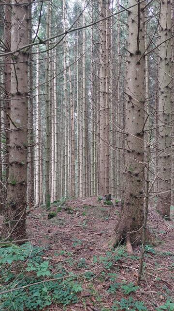 Baum an Baum | Foto: Lydia Ruckensteiner