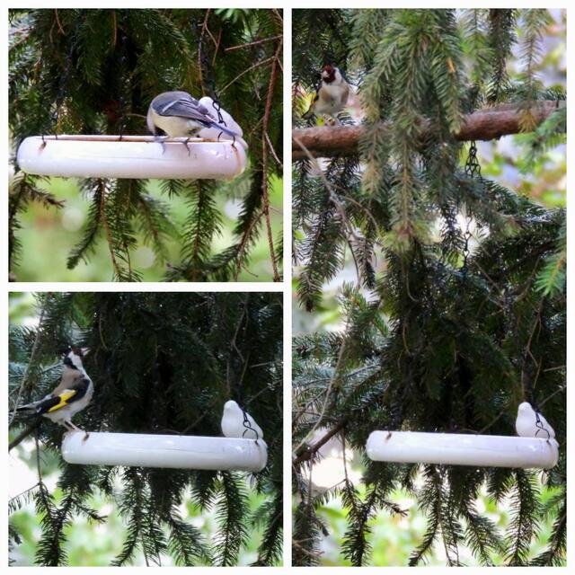 Ein schrittweises Anpirschen von Baum zu Baum, von Ast zu Ast. Vom Ast über der Tränke ist der Schluck Wasser in greifbarer Nähe.... Genussvolles Glug-glug... an der Tränke haben mindestens 4 Singvögel - Stieglitze und Meisen - ihren Durst gelöscht während ich da gesessen bin. Zwei Gefiederten gibt es hier auch auf Foto zu sehen ☺️🪽🪶 | Foto: Zuzana Kobesova 2024