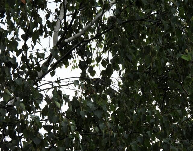 Auf diesem Foto sind 3 Vögel versteckt - darunter zwei Stieglitze. Wo sind sie? Finde sie, die Auflösung gibt es morgen, 28.8.2024 um 18 Uhr ☺️.  | Foto: Zuzana Kobesova 2024