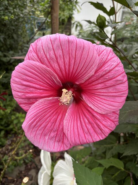 Eine leuchtend pinke Hibiskusblüte in voller Pracht, sticht inmitten grüner Blätter in einem üppigen Garten in Osterburg hervor. | Foto: Martina Schweller