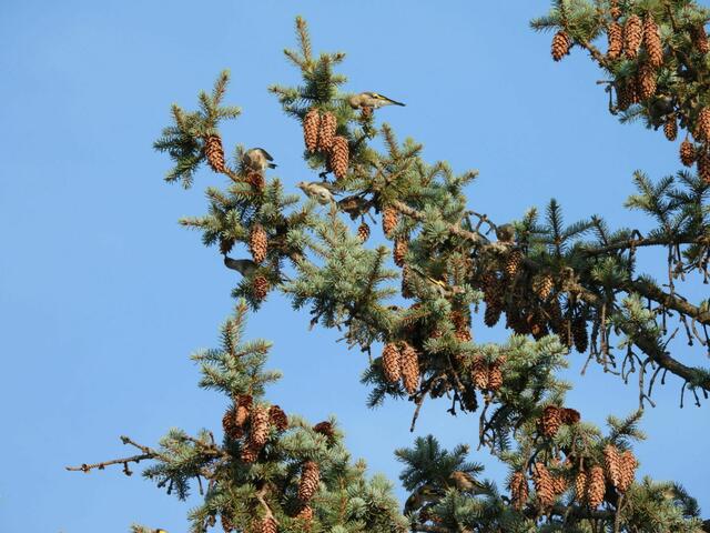 Wie viele Vögel sind auf diesem Foto zu sehen? 
Finde es heraus und antworte im Kommentar, damit du die Lösung nicht verpasst. Am Freitag um 18 Uhr erfährst du die Lösung in meinem Kommentar. Auf die Plätze uuuund, los! 🔎🪽

Tipp: Das Foto selbst ist aus Wien Gersthof, aufgenommen am 27.8.2024. Es sind also keine exotischen Tiere zu suchen. Bunt (weiß, beige, rot, schwarz) ist es trotzdem, denn alle Vögel sind Stieglitze: https://birdlife.at/page/stieglitz.

 | Foto: Zuzana Kobesova 2024