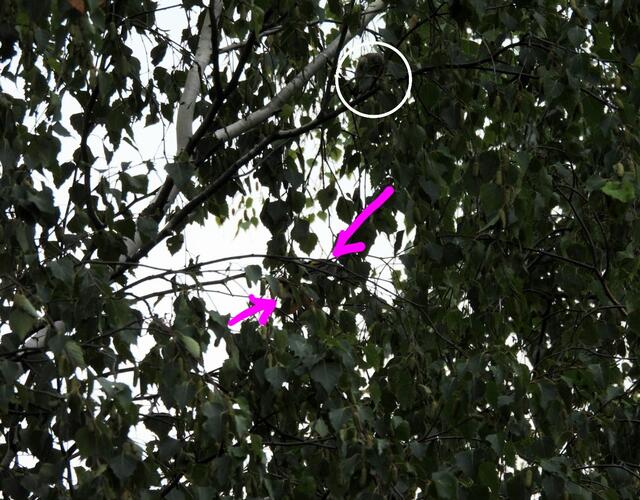 Tadaaaa, pinke Pfeile zeigen auf die Stieglitze, weiß eingeringelt ist der dritte Zwitscherfreund in der Runde.

Das Rätsel wurde hier veröffentlicht: https://www.meinbezirk.at/waehring/imagepost/raetseljunkies-aufgepasst-wo-sind-hier-drei-voegel-versteckt_i727180

 | Foto: Zuzana Kobesova 2024