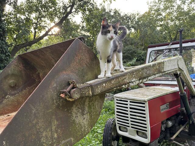 Kami-Katze genießt ihren neuen Lieblingsplatz und die Aussicht auf dem Traktor. Hier ist sie die unangefochtene Königin des Feldes. | Foto: Martina Schweller