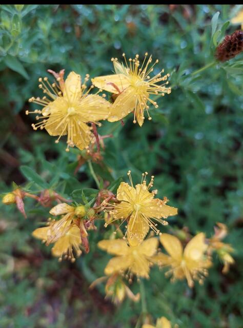 Blühende Lebensfreude | Foto: Lydia Ruckensteiner