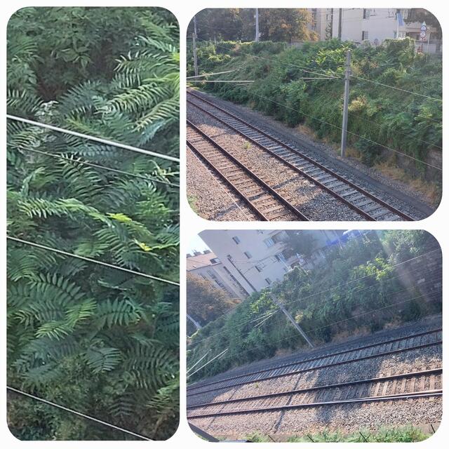 Links die vergrößerte Aufnahme der invasiven Pflanze, dem Götterbaum - im aktuellen Stand recht dicht ausgebreitet. 

Rechts zwei Aufnahmen von der Brücke, die Simonygasse und Czatoryskigasse verbindet. Auf den Bahnstreifen der S45 ist zu sehen, wie die Pflanze wuchert. 

Mehr zur Pflanzenart Götterbaum: https://www.neobiota-austria.at/ailanthus-altissima | Foto: Zuzana Kobesova 2024