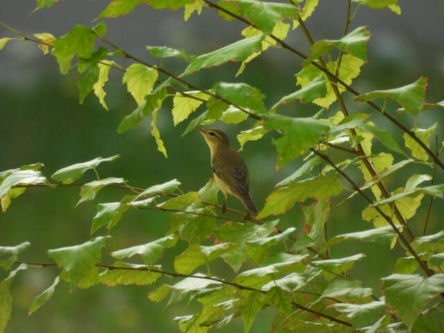 Mein heutiger sonst scheuer Sommergast ist ganz gschaftig unterwegs. Seine Jagdkunst ist schlau - er rüttelt auf oder vor den Ästen und Blättern, um die darauf sitzenden Insekten zu überraschen. | Foto: Zuzana Kobesova 2024