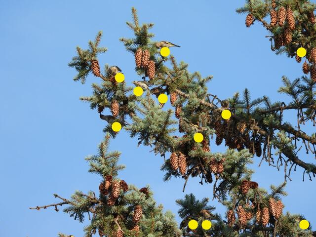 Bei jedem gelben Punkte sitzt ein Stieglitz. Der Schwarm von 11 Vögel hat hier zu Abend gegessen und die fetten Kerne der Zapfen gefüttert.

 | Foto: Zuzana Kobesova 2024