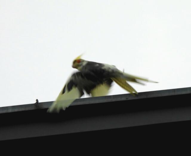 Ist jemandem ein Papagei ausgebüchst? Dieser hektisch kreischende Vogel ist mir gestern in Weissauweg, Nähe Kaiserwasser vor die Linse geflogen. Es dürfte ein Möchssittich gewesen sein.

 | Foto: Zuzana Kobesova 2024
