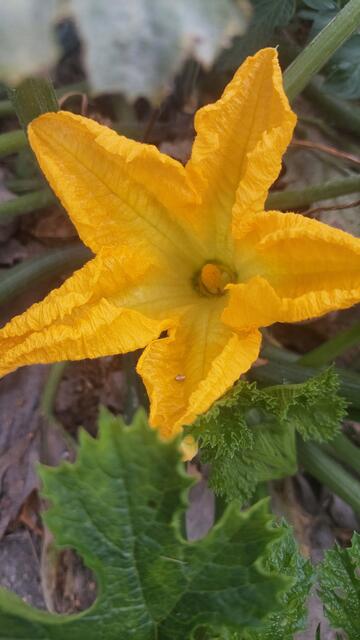 Zucciniblüte | Foto: Lydia Ruckensteiner