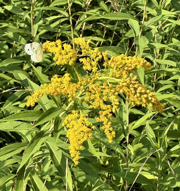Leben ist nicht genug, sagte der Schmetterling. Sonnenschein und eine kleine Blume gehören auch dazu.