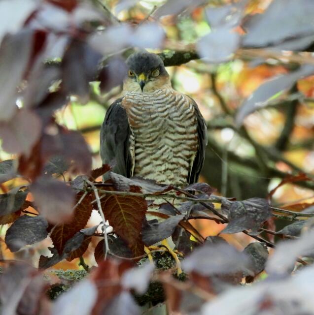 Verschlafener Sperber genießt eine Garten-Siesta, ein seltener Gast. Wie selten erfährt ihr hier: https://www.meinbezirk.at/waehring/c-regionauten-community/ein-vorbote-fuer-herbst-bei-der-garten-siesta_a6878971
 | Foto: Zuzana Kobesova 2024