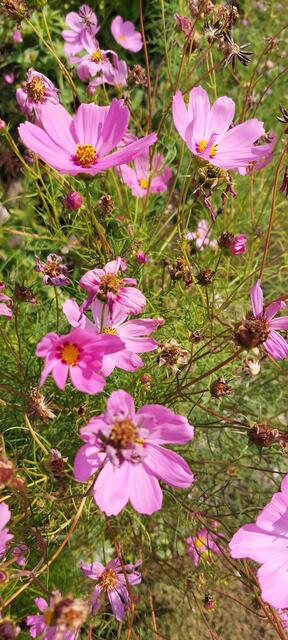 September in rosa Blütenpracht 🌺🌼 | Foto: Zuzana Kobesova 2024