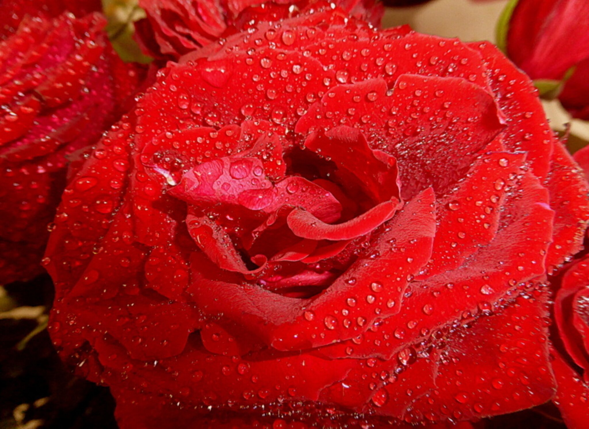 für mich soll's rote rosen regnen chords