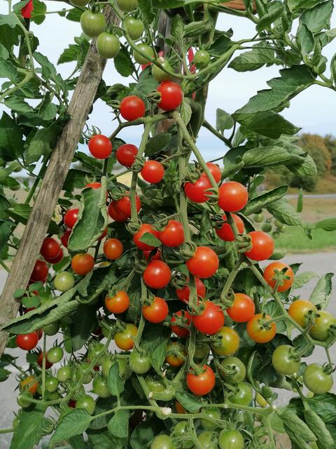 Foto: Coktailtomaten