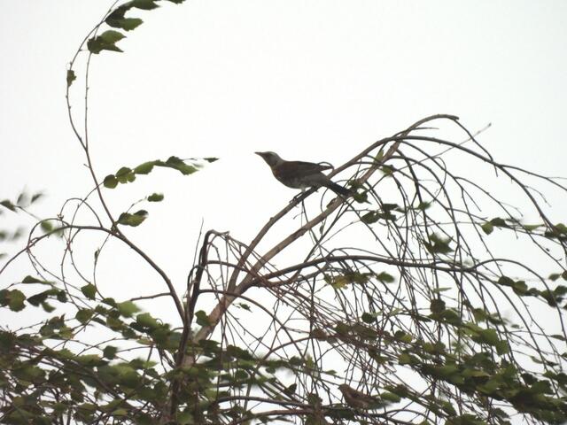 Eine Wacholderdrossel widersetzt sich dem Wind und Wetter. Unterhalb von ihr ist ein Bluthänfling zu erkennen, der es ebenfalls probiert. Beeindruckend und trotzdem beängstigend in der aktuellen Wetterlage.  | Foto: Zuzana Kobesova 2024