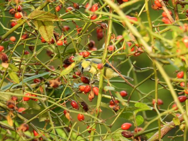 Wo ist hier eine Blaumeise versteckt? 
Diesmal hat sie sich nicht ganz so gut versteckt 😊🪽👌, weil sie als kurzweilige Beschäftigung während Schlechtwetter gedacht ist. Die Lösung gibt's am Montag Abend - hoffentlich ist da das stürmische Wetter vorbei. 

 | Foto: Zuzana Kobesova 2024