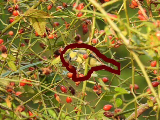 Hier hat sich die Blaumeise versteckt.  | Foto: Zuzana Kobesova 2024