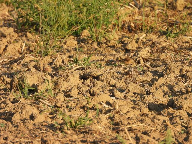 Diesmal haben sich auf dem Foto zwei Bluthänflinge versteckt. Blöd nur, sie sind erdfarben gut getarnt. Kein Gezwitscher ist zu hören, nur Acker und Felderde. Findest du sie trotzdem? 🤫🔎🪽👌

Bei NABU siehst du, wie die Bluthänflinge so ausschauen: https://www.nabu.de/tiere-und-pflanzen/voegel/portraets/bluthaenfling/ 
Das Foto nahm ich in der Slowakei auf, als mich die Vögel in frühen Morgenstunden mit ihrem Treiben geweckt haben. 

Die Lösung gibt es dann am Sonntag Abend. ✔️ Viel Spaß bis dahin 😊🪶.

 | Foto: Zuzana Kobesova 2024