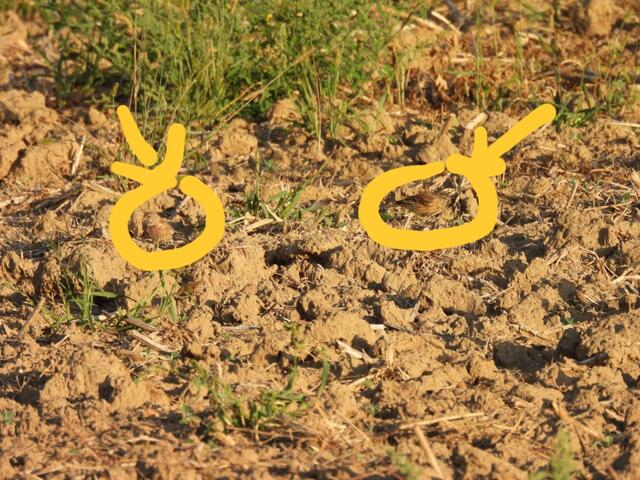 Rätsels Lösung zum Suchbild nach zwei Bluthänflingen: 

https://www.meinbezirk.at/wien/imagepost/-raetselbild-nr-5-zwei-bluthaenflinge-auf-acker-gesucht_i732669

Gratuliere zum Finden! 😊🪽✔️
 | Foto: Zuzana Kobesova 2024