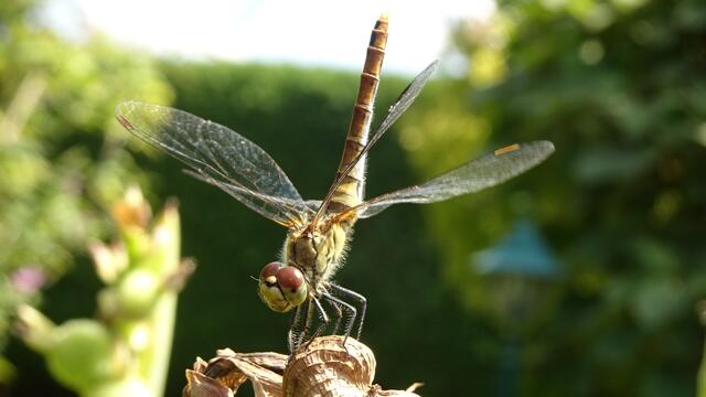 "Primaballerina" - Heidelibelle auf den Samenkapseln einer Canna | Foto: © Silvia Plischek