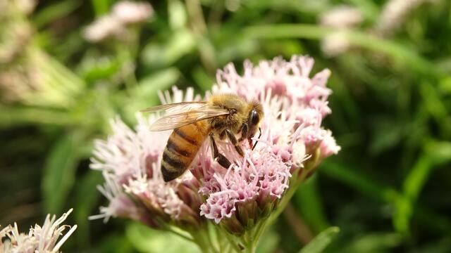 Fleißiges Bienchen auf Wasserdost | Foto: © Silvia Plischek