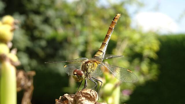 "Morgengymnastik" - Handstand einer Heidelibelle auf indischem Blumenrohr (Canna-Samenkapseln) ☺️😉
 | Foto: © Silvia Plischek