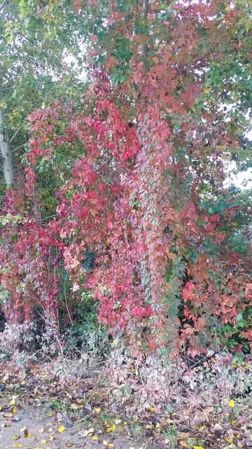 Herbst"feuer" | Foto: Lydia Ruckensteiner