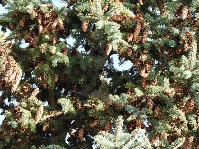 Eine Türkentaube ist nicht gerade klein und trotzdem gut versteckt. Findest du sie auch? 
 | Foto: Zuzana Kobesova 2024