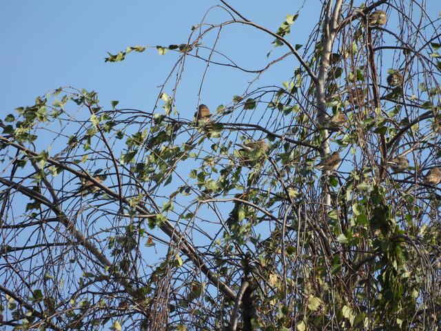 Diese Bluthänflinge habe sich am Feld angefüttert und sich dann auf dem Birkenbaum gesonnt. Doof, dass sie einigermaßen gut getarnt sind. Wie viele kannst du denn auf dem Bild finden? 

Lösung gibt es am Sonntag Abend :). | Foto: Zuzana Kobesova 2024