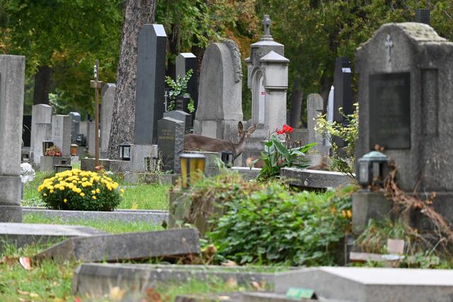 Der Zentralfriedhof putzt sich schon für die Allerheiligen heraus. Dass dort einige Stadtwildtiere leben, ist vielen Wiener:innen bekannt. Sie zwischen den Gräbern zu entdecken, ist einfach zauberhaft - wenn man' s mal geschafft hat. Mir ist da ein Reh über den Weg gelaufen, das ich Glück hatte abzulichten... findest du es? 

Dieses Rätselbild habe ich als erstes in der Einstimmungsreihe vorbereitet. Jeden Tag gibt es ein Bildrätsel von einem Wiener Friedhof. Die Lösung gibt es für alle Rätselbilder gemeinsam am Sonntag Abend. Viel Spaß und Erfolg bei Rätseln. 
 | Foto: Zuzana Kobesova 2024