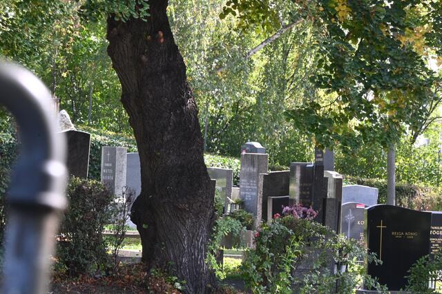 Auch ein weiterer Specht hat in Hernals sein Zuhause. Hier hat er sich in Szene gesetzt, aber wie? Finde heraus, wo er sich getarnt hat.

Die Lösung gibt es gemeinsam mit allen Rätselbildern der Woche am Sonntag. Viel Spaß! | Foto: Zuzana Kobesova 2024