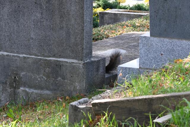 Ein Tier darf an keinem Friedhof fehlen. Es kann rost- bis dunkelbraun sein, ist ein Allesfresser und ziemlich flink. Wegen seiner Schnelligkeit habe ich es nicht vollständig vor die Linse bekommen. Erkennst du es trotzdem? Es ist kinderleicht! 😉

Die Lösung gibt es morgen gemeinsam mot allen Bildrätseln der special-Reihe :). | Foto: Zuzana Kobesova 2024