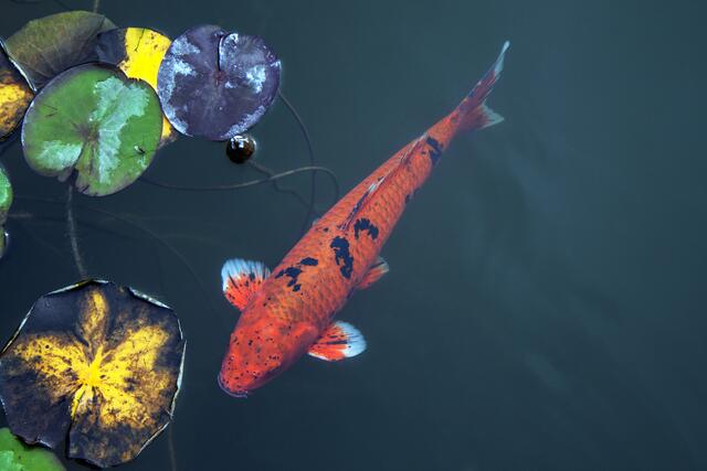 Hier findet ihr zum Beitrag über die Schlossgärten. Die Gärten von Schloss Trautmansdorff | Foto: © by Ing. Günter Kramarcsik