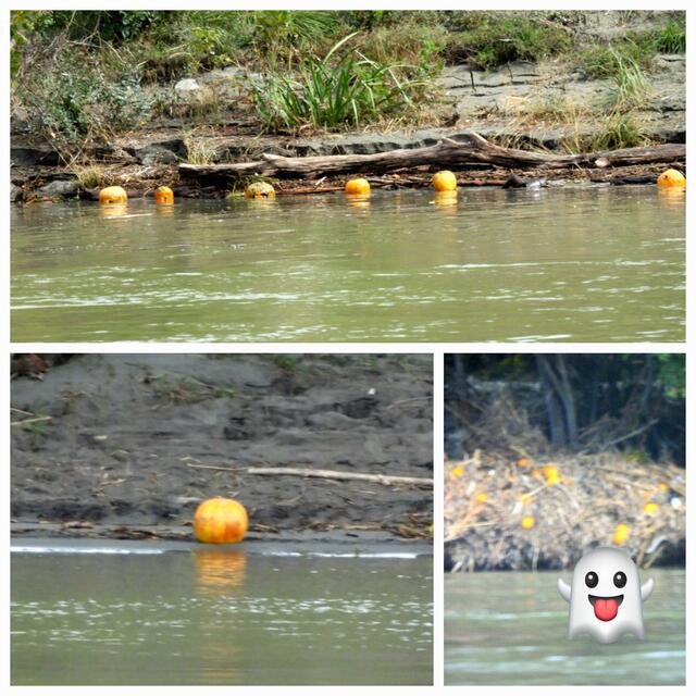Die Überflutungen haben Kürbisse von Feldern mitgenommen. Das leuchtende Orange ist vom Zug aus gut zu sehen - eine ganz besondere Einstimmung auf den Halloween.  | Foto: Zuzana Kobesova 2024