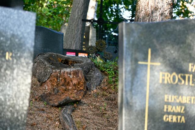 In Dornbach kann Allerheiligen beschaulich werden. Die Betreuung von Grünspecht gehört hier dazu. Nur, obwohl diese Tiere gar nicht so klein sind, sind sie dank ihrer Tarnung schwer ausfindig zu machen. So auch auf diesem Foto. Wo hat sich da der Grünspecht versteckt?

Die Lösung gibt es am Ende der Woche gemeinsam mit allen restlichen Rätselbildern. 
 | Foto: Zuzana Kobesova 2024