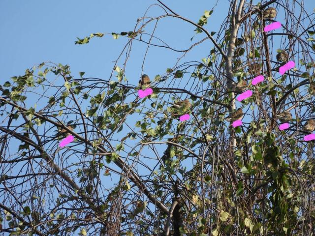 Die Bluthänflinge können sehr süß sein. Dafür muss man sie in ihrem Gefieder xuerst mal entdecken.... Hier die Lösung - nach meiner Zählung sind 10 Familienmitglieder jedenfalls drauf; ein zusätzlicher Hänfling könnte gut getarnt noch dabei sein. Gratulationen an alle, die mitgesucht haben 😃. 


PS: Diese Lösung gehört zu diedem Rätselbild:  https://www.meinbezirk.at/waehring/imagepost/-bildraetsel-nr-6-bluthaenflinge-beim-sonnenbad_i737039 | Foto: Zuzana Kobesova 2024