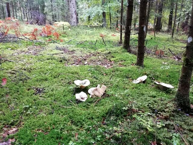 Herbstfreude Waldgang Erdschieber | Foto: T. Gregoritsch 
