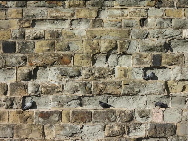 Zurück zum Ursprung: Die Straßentauben waren früher Felsentauben.... Hier am Wienfluss beim Spaziergang am Sonntag. | Foto: Zuzana Kobesova 2024