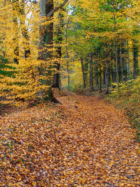 lädt zu einem Raschelspaziergang ein.)