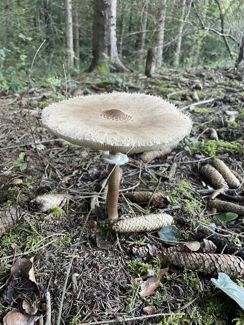 Dank des Regens sprießen unglaubliche Mengen an Parasol aus den Waldböden. | Foto: Lauren Seywald