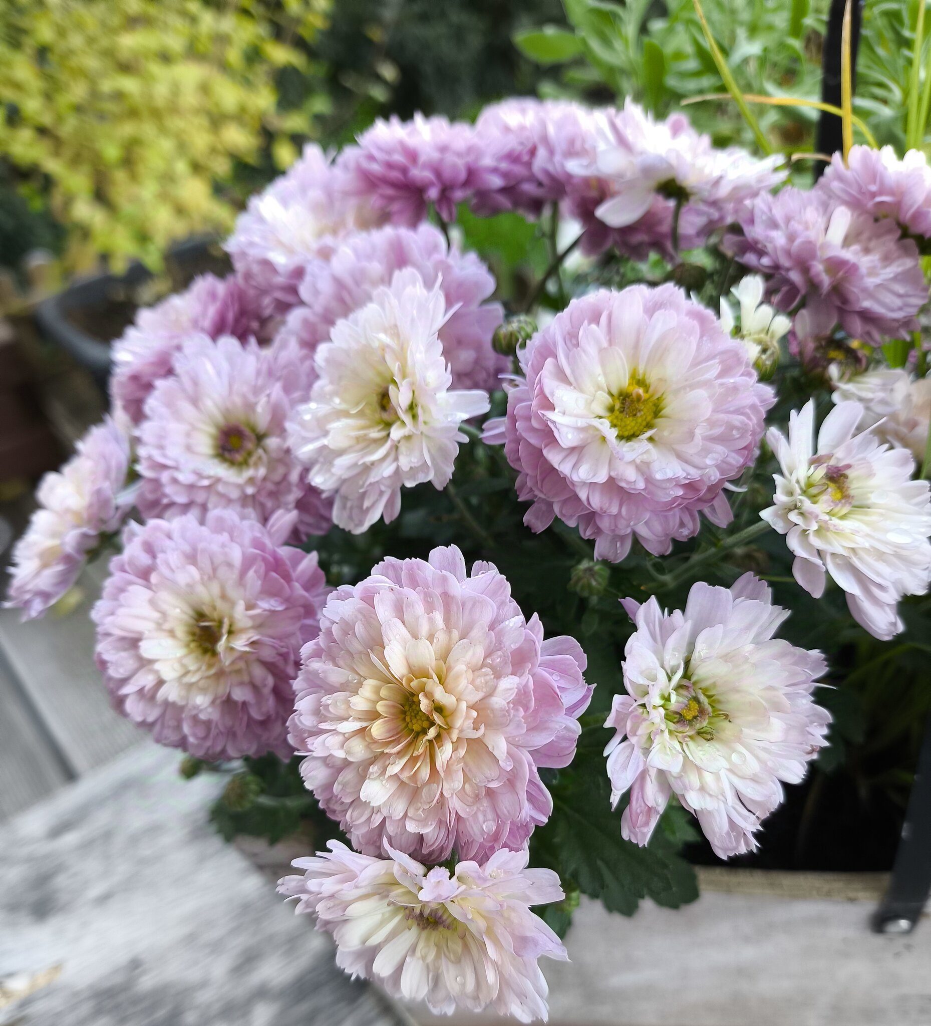 Blumige Dankesgrüße zum TAG DER REGIONAUTEN