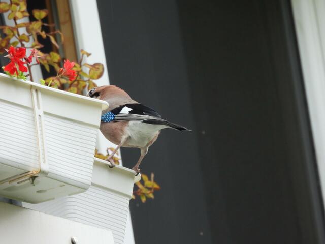 Nanu, ob man sich über diese Pikierhilfe am Balkon freut? Jedenfalls hat bald ein Pärchen Eichelhäher den Eindringling entdeckt und mit Schrei &amp; Trompeten aus ihrem Revier befördert. Die Audio-Aufnahme davon ist hier zu hören:  https://macaulaylibrary.org/asset/624935481 | Foto: Zuzana Kobesova 2024