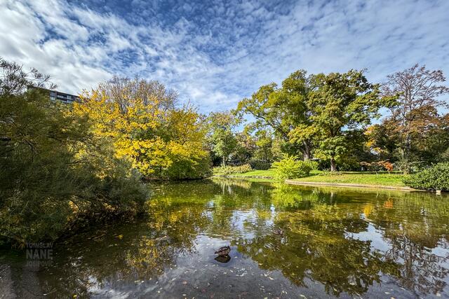 An einem klaren Herbsttag im Wiener Schweizer Garten zeigt der Teich seine ganze Pracht. Die Bäume, die ihn umgeben, leuchten in intensiven Herbstfarben – gelbe und orange Blätter tanzen im Wind und fallen auf das Wasser. Die Sonne steht hoch am Himmel und lässt die Farben noch kräftiger wirken, während ihr Licht sich sanft auf der Wasseroberfläche spiegelt. Enten schwimmen gemächlich umher, und die Szenerie strahlt eine friedliche Ruhe aus, die Spaziergänger anzieht. An diesem sonnigen Herbsttag ist der Teich ein idyllischer Ort zum Entspannen und Genießen der Natur mitten in der Stadt.
