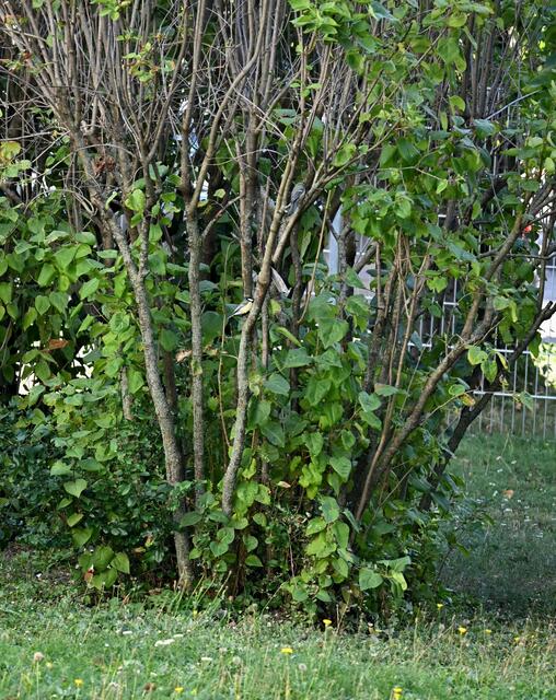 Neues Bildrätsel, neues Glück: Eine Kohlmeise von hinter kann man sich schon mal mit einem Blatt verwechseln. Enttarne sie. Vier sollten es innder Zahl sein 😊🪽.

PS: Das Foto stammt aus dem 18. Wiener Bezirk.  | Foto: Zuzana Kobesova 2024