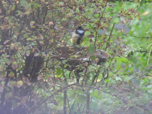 Schluss mit der Badesaison? Nicht bei Meisen. Kaum habe ich heute die Wassertränke mit frischem Wasser aufgefüllt, schon hat ein Zilpzalp einen Bad genommen. Bis ich mit Fotoapparat bereit war, ist schon die zweite an der Reihe dran gewesen... ein Beweisfoto 😃 | Foto: Zuzana Kobesova 2024